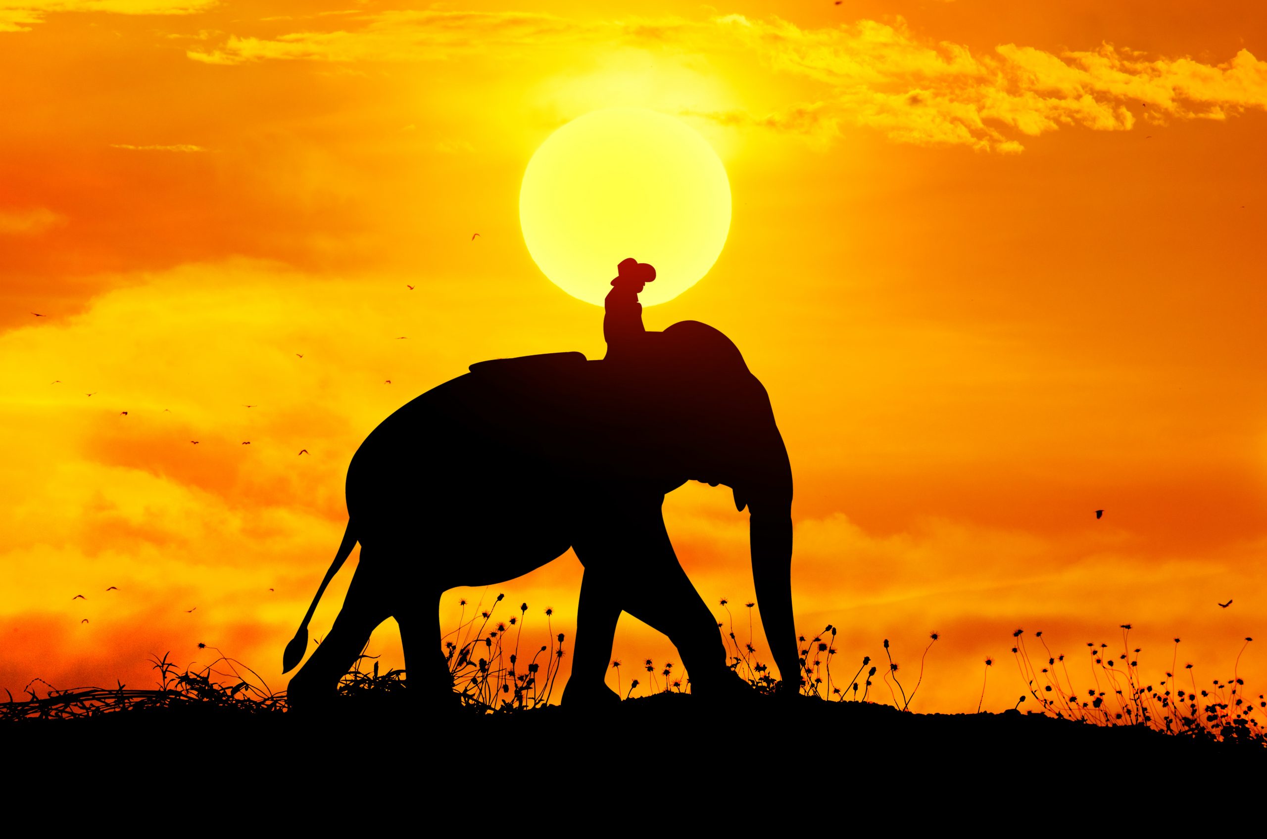 Elephant and grass silhouettes background with sun set. - Get RIPPED!® by  Jari Love, image size:2560x1696